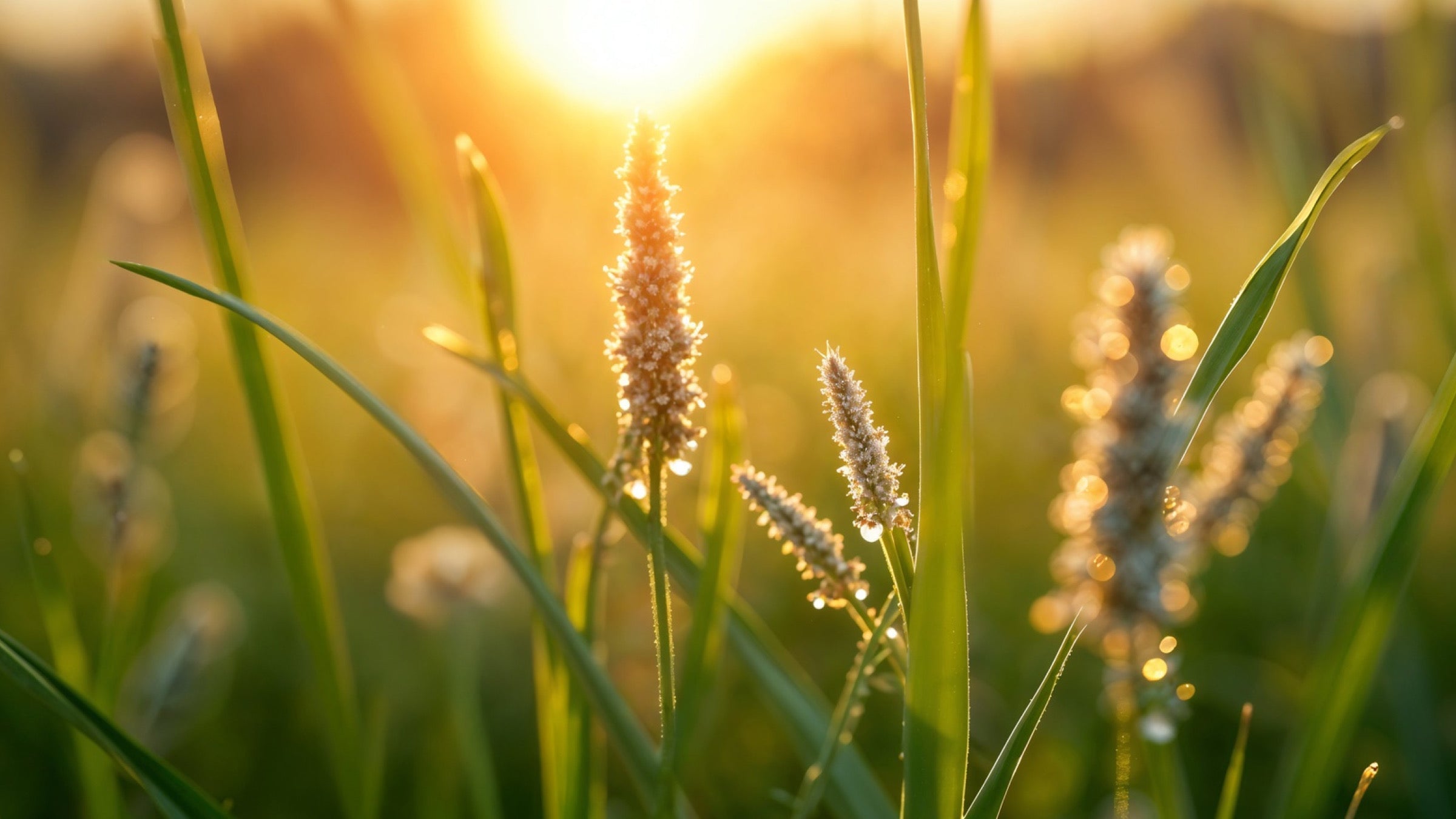 Dew on meadow grasses backlit by a low morning sun