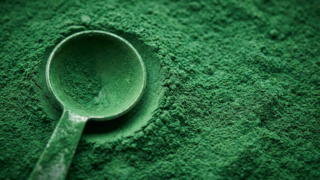 Deep green algae powder holding a powder-coated measuring spoon, filling the frame