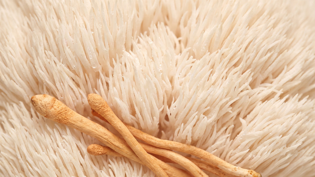 Macro detail of white lion's mane mushroom spines with dried orange cordyceps clubs