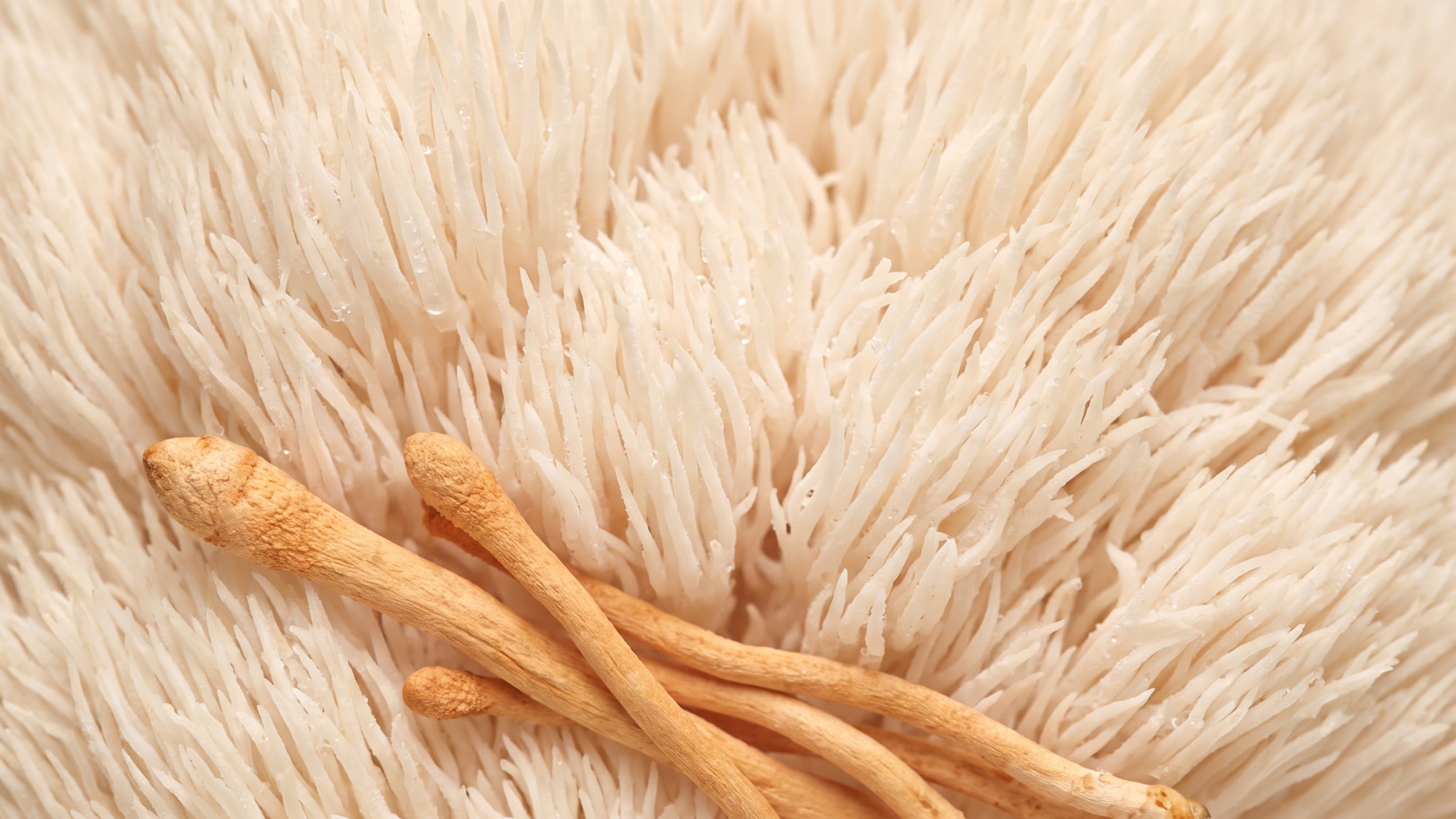 Macro detail of white lion's mane mushroom spines with dried orange cordyceps clubs
